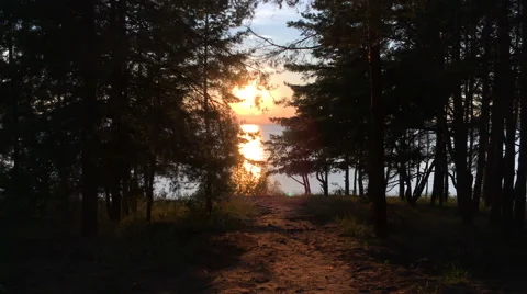 Sunset in the forest Stock Footage 66377627