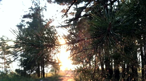 Sunset in the forest Stock Footage 67100253
