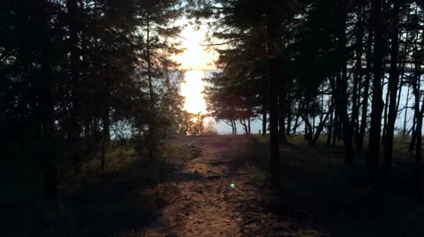 Sunset in the forest Stock Footage 67102613