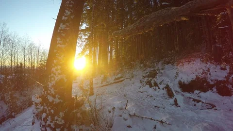 Sunset in Forest Vidéo 80276836