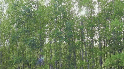 Sunset Forest	 Stock-Footage 80444220