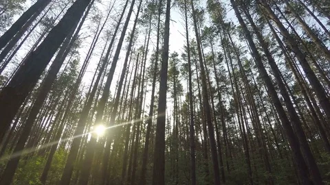 Sunset In The Forest Stock Footage