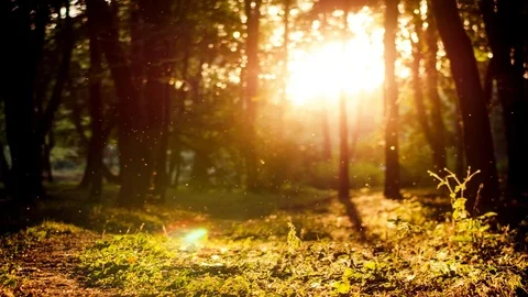 Sunset in the forest Stock Footage 83915490