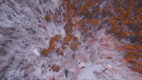 Sunset in the forest Stock Footage 84944475