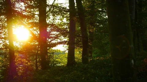 Sunset in the forest Stock Footage 91571949