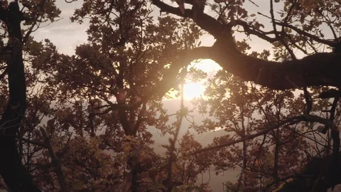 The sunset from the forest Stock Footage 98213197