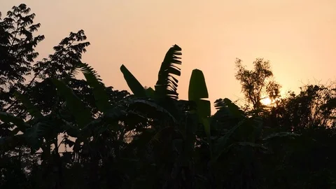 Sunset in the forest Stock Footage 103753291