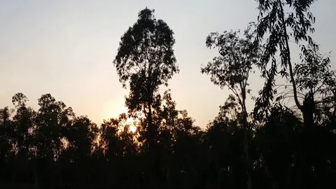 Sunset Forest Stock Footage 108900862