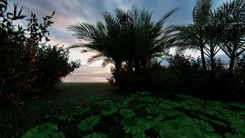 Sunset in the forest	 Stock Footage 115630673