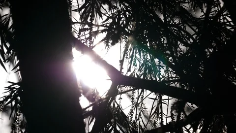 Sunset forest Video stock 125491300