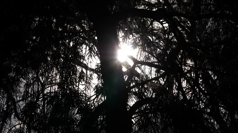 Sunset forest Stock Footage 125491357