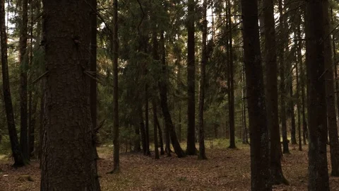 Sunset in the forest Stock Footage 129268071