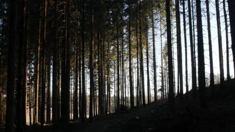 Sunset in forest Stock Footage 143545660