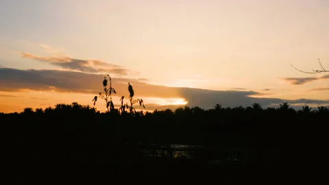 Sunset in the forest Stock Footage 146125859