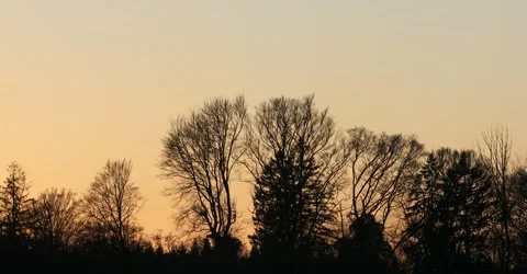 Sunset in the forest Stock Footage 154581121