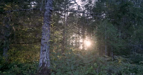 Sunset in the Forest Stock Footage 165302032