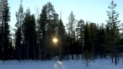 Sunset in the forest. Stock Footage 194049869