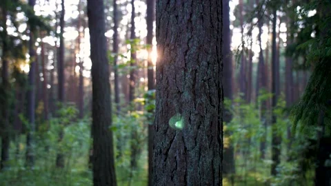 Sunset in the forest Video stock 195298714