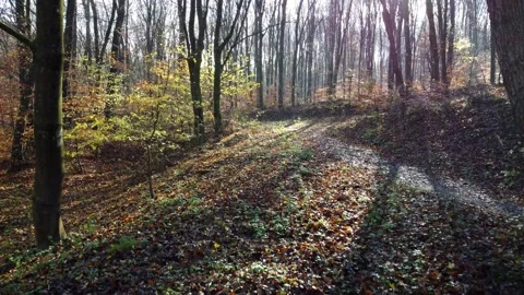 Sunset in the forest Stock Footage 223855509