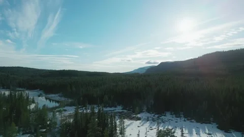 Sunset in forest Stock Footage 244447290