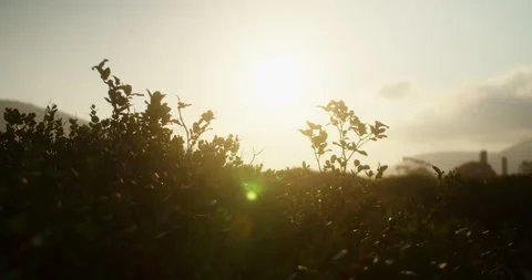 Sunset in the Forest Stock Footage 247336784