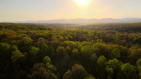 Sunset Forest Stock Footage 272840126