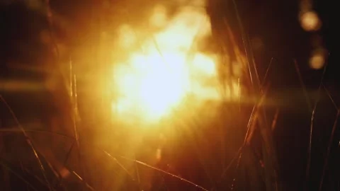 Sunset in the forest Video stock 277606256