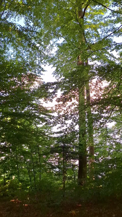 Sunset in the Forest Video stock 338258287