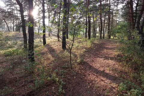 Sunset in the forest. forest landscape with sunset. long shadows from trees.  Stock Photos