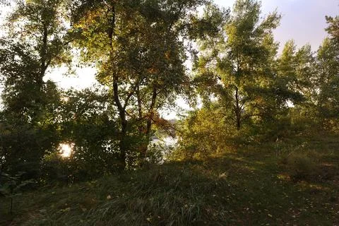 Sunset in the forest. forest landscape with sunset. long shadows from trees.  Stock Photos