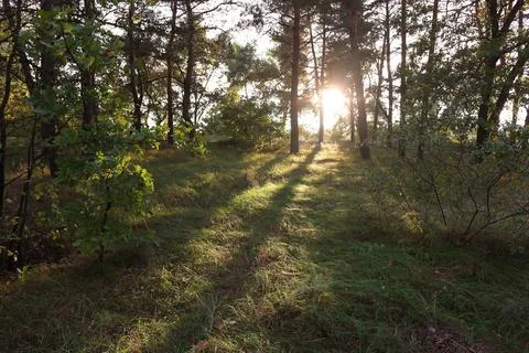Sunset in the forest. forest landscape with sunset. long shadows from trees.  Stock Photos