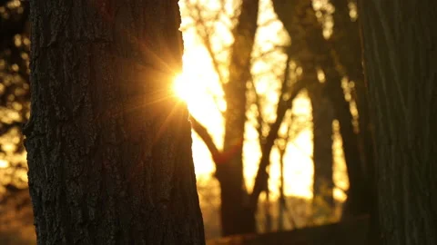 Sunset in the forest hiding behind the pine trees Vidéo 153065834