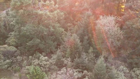 Sunset in the forest of La Marquesa National Park in Mexico (Drone Aerial) Stock Footage 248118528
