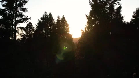 Sunset in the forest of La Marquesa National Park in Mexico (Drone Aerial) Stock Footage 248118767