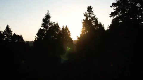 Sunset in the forest of La Marquesa National Park in Mexico (Drone Aerial) Stock Footage 248118818