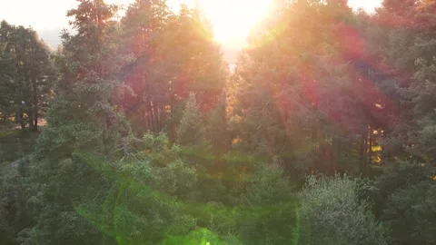 Sunset in the forest of La Marquesa National Park in Mexico (Drone Aerial) Stock Footage 248118877