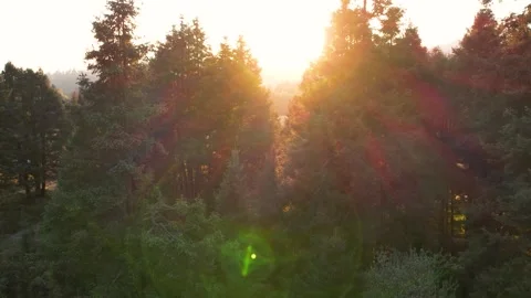Sunset in the forest of La Marquesa National Park in Mexico (Drone Aerial) Stock Footage 248119967