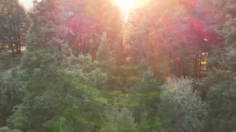 Sunset in the forest of La Marquesa National Park in Mexico (Drone Aerial) Stock Footage 248120681