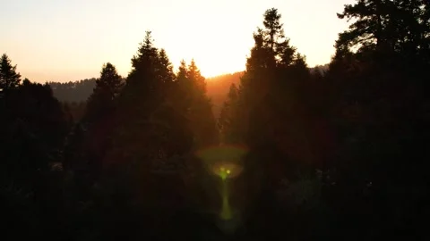 Sunset in the forest of La Marquesa National Park in Mexico (Drone Aerial) Stock Footage 248170101