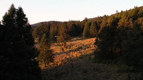 Sunset in the forest of La Marquesa National Park in Mexico (Drone Aerial) Stock Footage 248170503