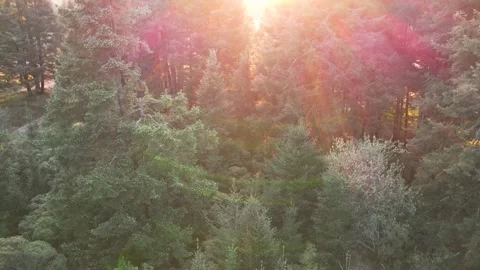 Sunset in the forest of La Marquesa National Park in Mexico (Drone Aerial) Stock Footage 248170807