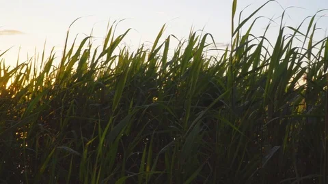 Sunset on the forest lake Stock Footage 77059827
