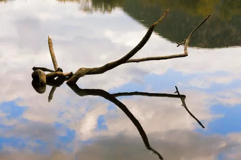 Sunset on a forest lake. Stock Photos