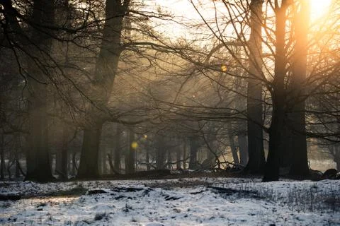 Sunset in forest, light rays and snow on the grown Foto stock
