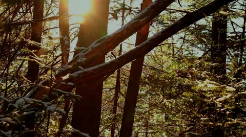 Sunset in forest | Light snow Stock Footage 41246311