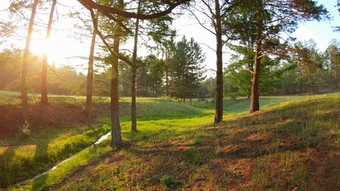 Sunset in forest. Magical view of brook, green grass, trees and bright sun Video stock 109546810