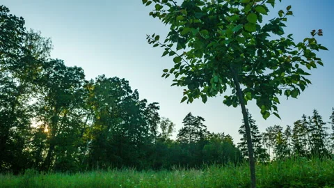 Sunset in forest - motion controlled time lapse. Stock Footage 244240602