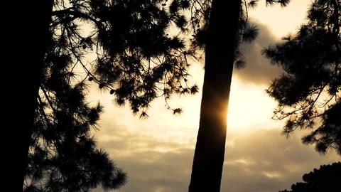 Sunset in forest, Night Forest Stock Footage 95499571