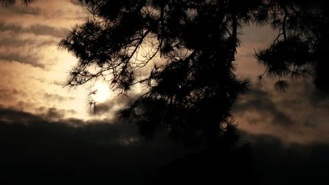 Sunset in forest, Night ForestSunset in forest, Night Forest Stock Footage 95499614