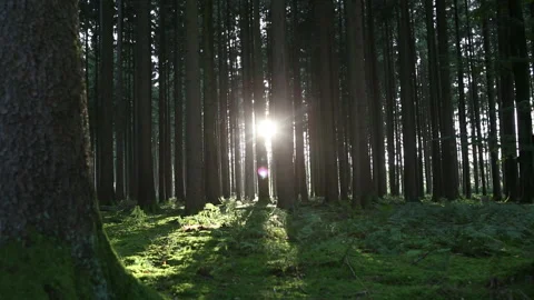 Sunset in the forest, part1 Stock Footage 242993076